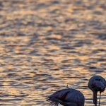 H67A8228.jpg Flamands roses au coucher